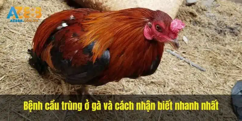 Biểu Hiện Của Đàn Và Chẩn Đoán Phân Biệt