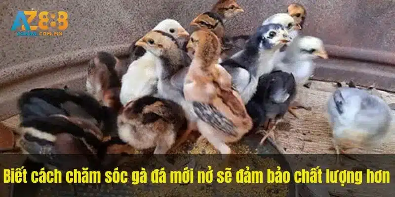 Theo Dõi Đàn Trong Giai Đoạn Úm