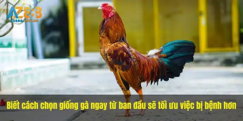 Nguồn Giống Và Hồ Sơ Sức Khỏe Ban Đầu