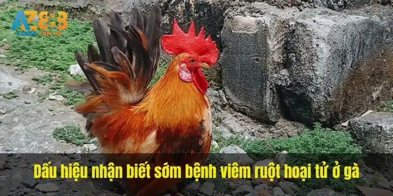 Biểu Hiện Và Hồ Sơ Sức Khỏe Của Đàn