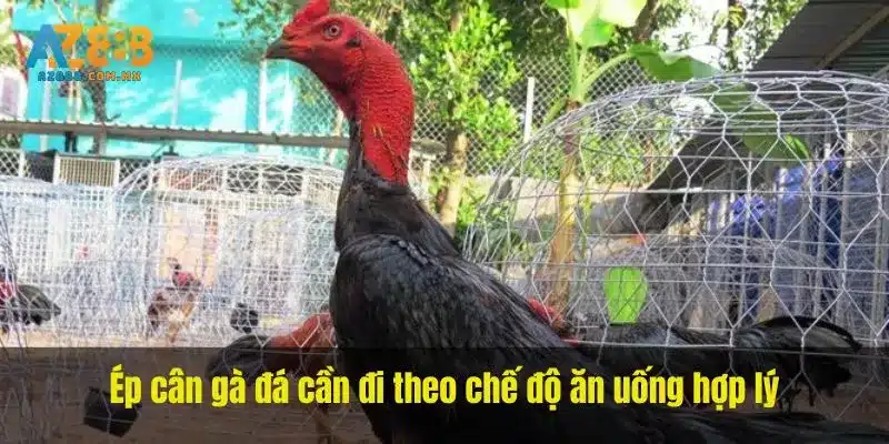 Khẩu Phần, Nước Uống Và Thay Đổi Cân
