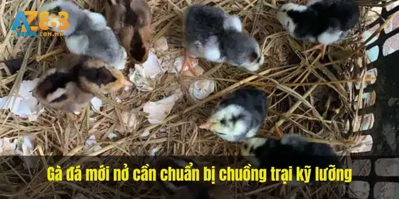 Chuồng Úm Và Nguồn Nhiệt Cho Gà Mới Nở