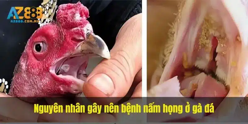 Tổn Thương Miệng, Diều Và Thông Tin Bệnh Sử
