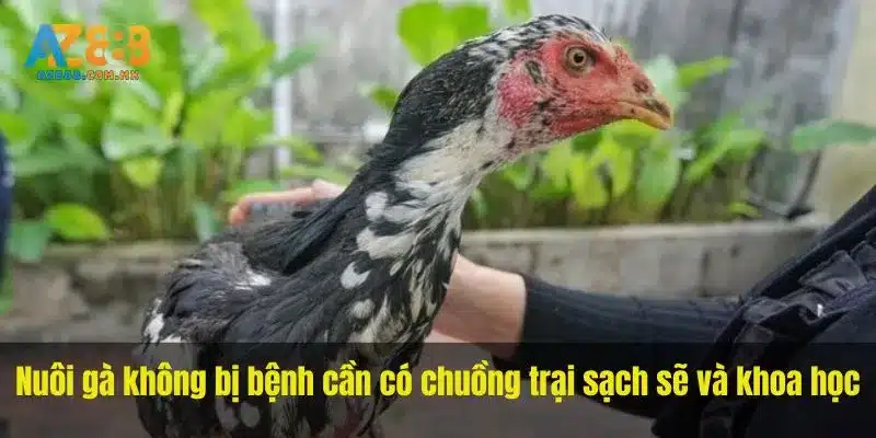 Chuồng, Mật Độ Và Điều Kiện Môi Trường